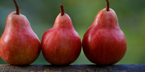 Kdy sklízet hrušky ke skladování v roce 2021?